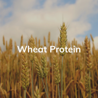 http://Wheat%20Protein