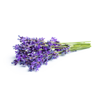 Lavender <br/>Bouquet